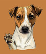 Jack russel terrier dog vector hand drawing color