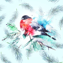 Watercolor Bird, Bullfinch On A Spruce Branch. The Bird Is Red. Watercolor Card, Card, Logo. Christmas And New Year's Card, Bullfinch Bird. Bird Bullfinch On A Branch Of Spruce On A Winter Background