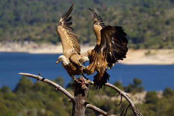 Wall Mural - One griffon vulture (Gyps fulvus) sitting on the branch and the other flies to the prey with colorful background. Vultures with lake and mountains in the background. Pair of vultures on the dry tree.