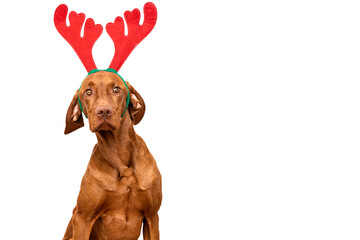 Wall Mural - Dog Christmas Background. Vizsla wearing xmas reindeer antlers studio portrait on white background.