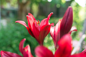 Beautiful lily flower on a background of green leaves. Lily flowers in the garden. Background texture with burgundy buds. Image of a flowering plant with crimson flowers of a varietal lily.