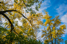 Yellow Leaves Against Blue Sky