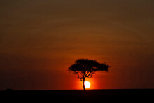 African Tree At Sunset, Masai Mara National Reserve, Kenya, East Africa