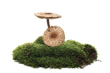 Green Moss And Mushrooms Isolated On White Background