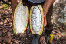 Cocoa Planter Opening A Pod In Intag Valley