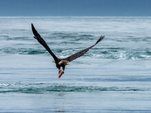Adult Bald Eagle (Haliaeetus Leucocephalus), Dive Bombing For A Fish In The Inian Islands, Southeast Alaska