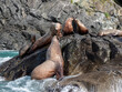 © robertharding - Steller sea lions (Eumetopias jubatus), mock fighting in the Inian Islands, Southeast Alaska