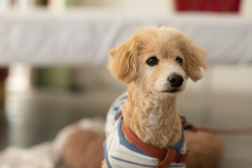 Wall Mural - Adorable Senior Poodle Dog Breed lying and looking camera,Healthy handsome dog waiting owner and play together,Old dog resting at home alone