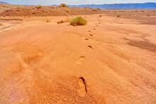 Human Footprints In Soft Sand Near The Upper Soap Creek Bench In The Vermilion Cliffs National Monument, Arizona