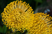 Another Close Up Of Yellow Flower