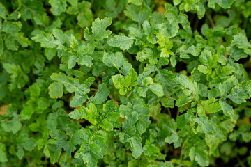 Mustard sprouts grown for organic fertilizer green manure siderates