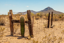 Wilderness With Saguaro Cactus And Fence In Ajo, Arizona.