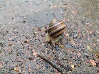 snail on a leaf