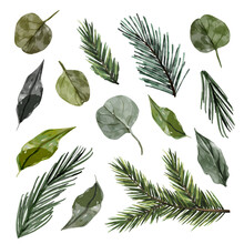 Watercolor Illustrations Of Christmas Tree Branches And Leaves Collection
