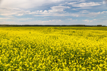 Agricultural field and mustard flowers