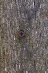 Wall Mural - Old textured wood planks, close-up with background natural patterns. Wooden background with knots and cracks beautiful wooden texture. Growth rings. 