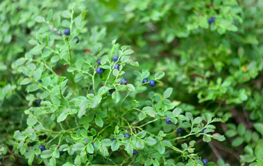 Wall Mural - Shrub with ripe fruit wild bilberries in forest