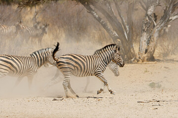 Sticker - Alert plains zebras (Equus burchelli) running on dusty plains, South Africa.