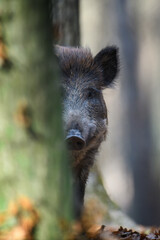Wall Mural - male wild boar in autumn forest peeks out from behind the tree