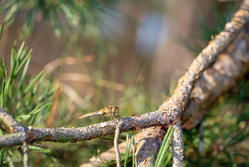 Portrait einer Libelle im Sommer in der freien Natur.