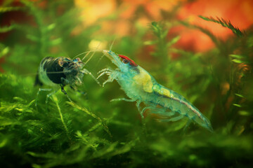 Wall Mural - Neocaridina Freshwater Shrimp, dwarf shrimp in the aquarium. Aquascaping, aquaristic Animal macro, close up photography with a focus gradient and soft background. 