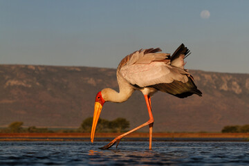 Poster - Yellow-billed stork searching for food in Zimanga Game Reserve near Mkuze  in South Africa