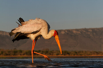 Poster - Yellow-billed stork searching for food in Zimanga Game Reserve near Mkuze  in South Africa