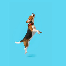 Cute Beagle Dog Jumping On Blue Background