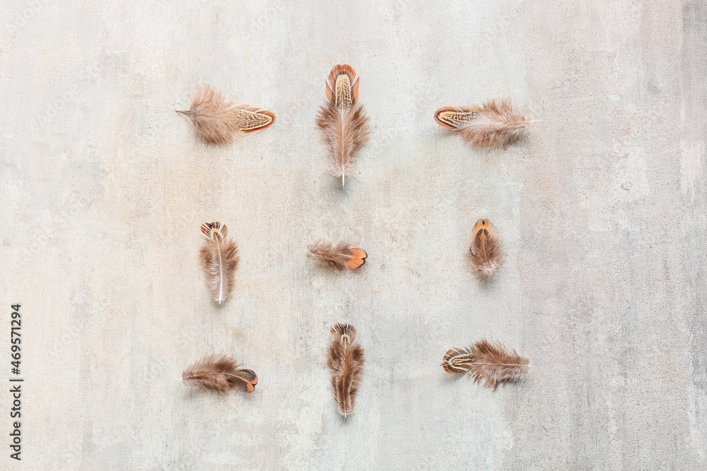 Beautiful pheasant feathers on grunge background