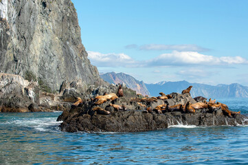 World popular tourist destination, Kamchatka Peninsula, Russia. Sea excursions to sea lions off the coast of Kamchatka