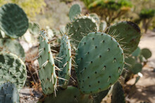 Cactus In Wrigley Memorial & Botanic Garden In Catalina Island