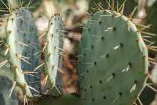 Cactus In Wrigley Memorial & Botanic Garden In Catalina Island