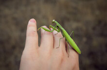 Big Green Praying Mantis Sitting On Hand Close-up