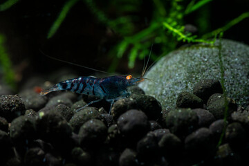 Wall Mural - Nice Blue Tiger caridina shrimp in freshwater aquarium, close up macro photo, pets and live nature