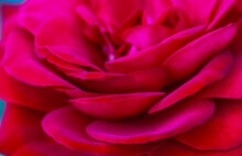 Delicate Red Rose Petals. Macro Shot Of An Unfurled Fragrant Rosebud In Spring Or Summer Garden. Tender, Virgin Beauty Of Nature Concept. Background For A Flower Store. Abstract Floral Backdrop.