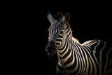 Fototapeta Zebra - A zebra closeup creative edit, copy space