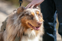 A Calico Colored Working Sheep Dog Face Portrait With A Clear View Of The Eyes And Well Groomed Coat Being Petted By A Hand