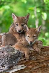 Wall Mural - coyote pups (canis latrans) look out stacked on log summer