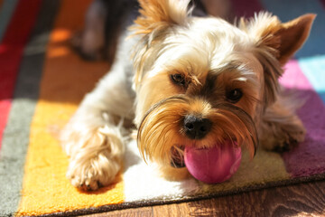 Wall Mural - Funny little brown Yorkshire Terrier dog playing at home, holding a purple ball in his teeth. Pet toys. A playful, healthy puppy muzzle close-up. Canine backdrop. Doggy with clever eyes. Playful mood.