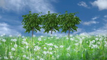 Green White  Wild Flowers Field And On Horizon Trees  Blue Cloudy Sky Nature Landscape Concept Banner Template 