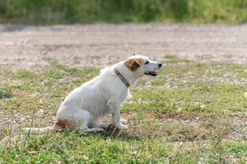 jack Russell terrier sitting in nature during a walk