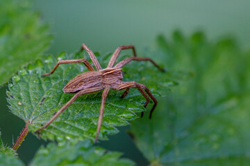 Wall Mural - Listspinne (Pisaura mirabilis)