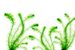 Egeria Densa water plants on white background 