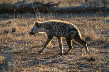 Hyena cub