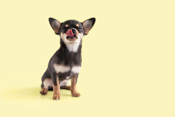 small dog, Chihuahua puppy licks its lips of delicious food with closed eyes. animal on yellow background, copy space, text