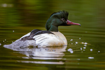 Poster - Gänsesäger (Mergus merganser) Männchen