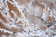 Frost on branches of an almond tree
