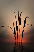 Cattail Silhouette In The Sunset