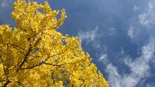 Yellow Ginkgo Tree Swaying In The Wind Against Blue Sky.