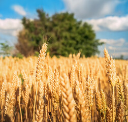 Wall Mural - Golden wheat under blue sky